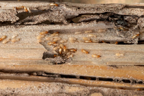 Best Wildlife Control Services  in Tigard, OR