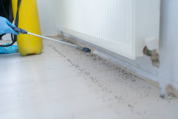 Best Insect Control  in Tigard, OR