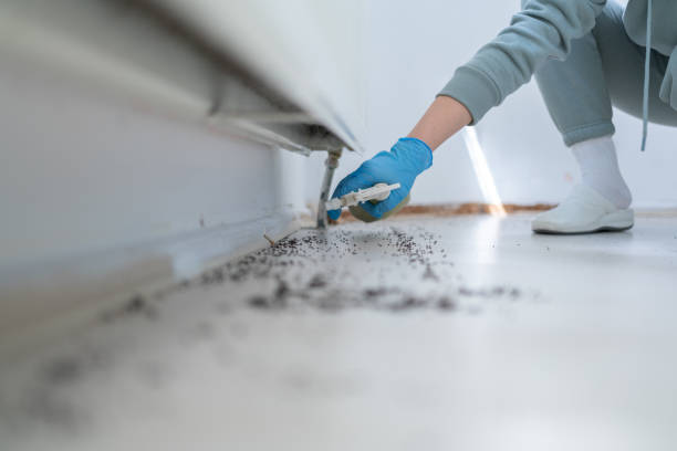 Wasp Removal Services in Tigard, OR